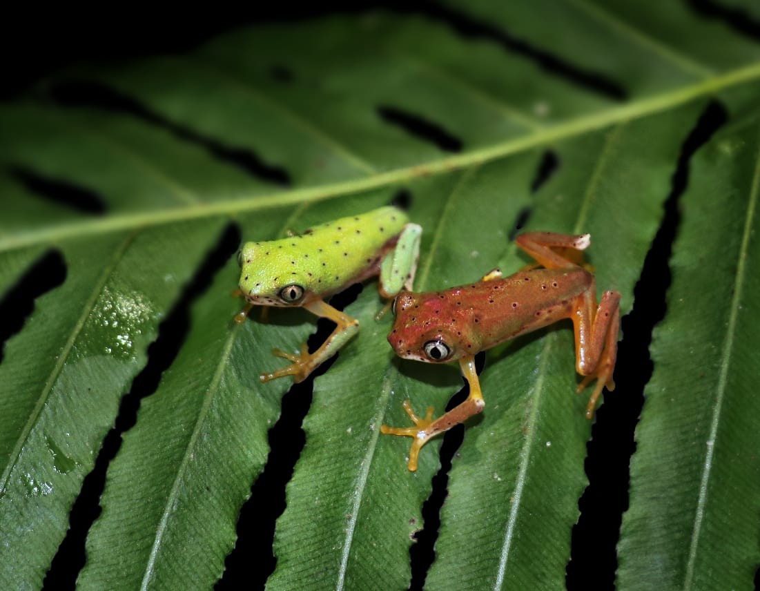 foto Not&iacute;cia Pirassununga