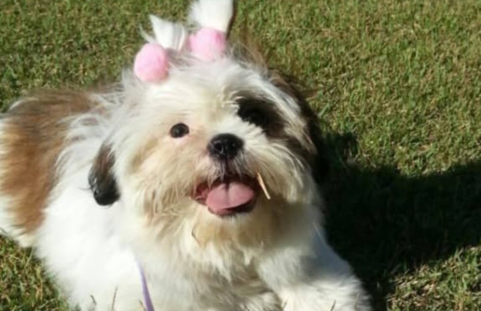 foto Not&iacute;cia Pirassununga