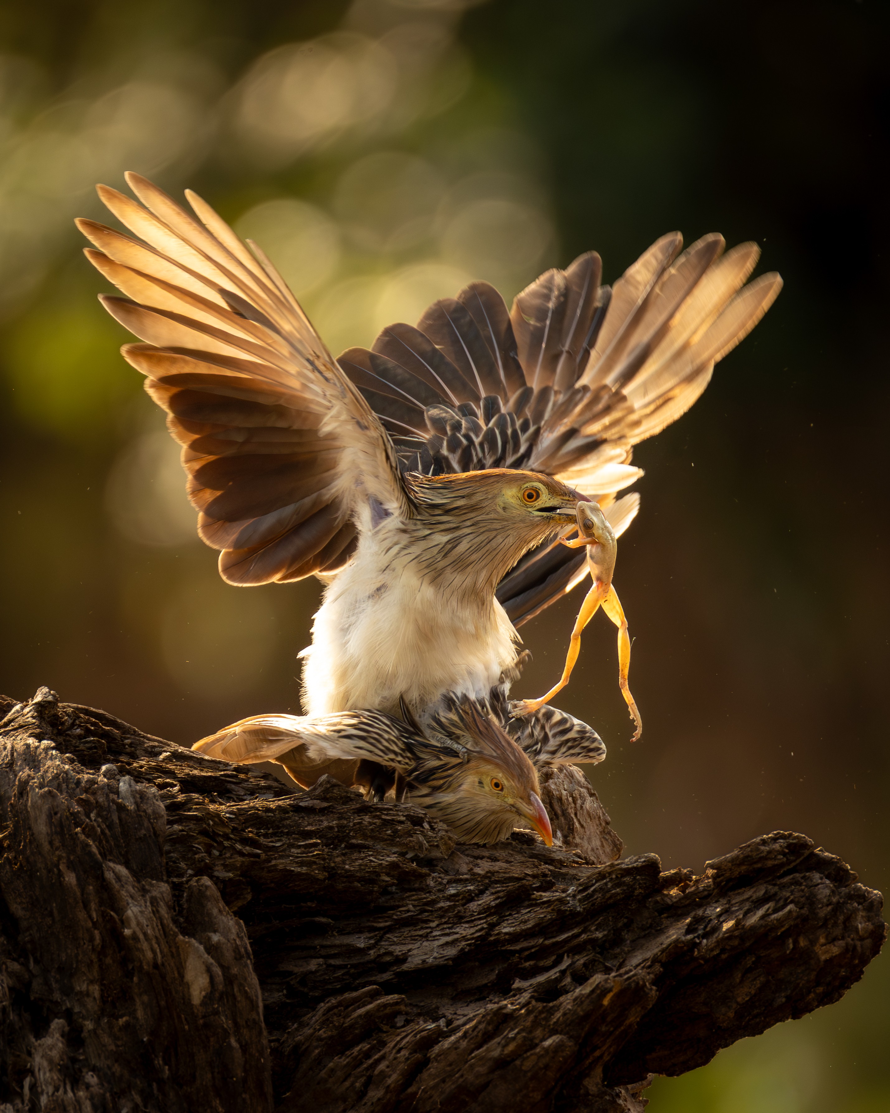 foto Not&iacute;cia Pirassununga