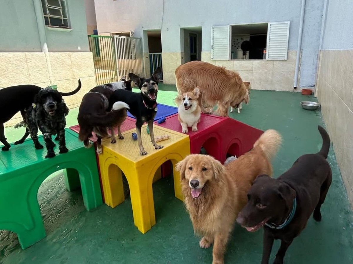 foto Not&iacute;cia Pirassununga